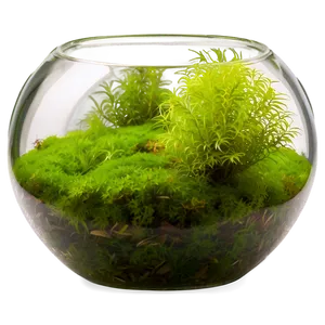 Fishbowl With Moss Balls PNG Moj13 PNG