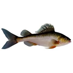 Fishes D PNG image