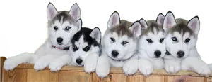 Five Husky Puppies Lined Up PNG image