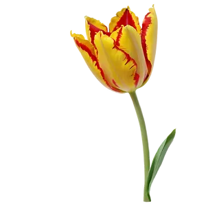 Flaming Tulip Png 05212024 PNG image