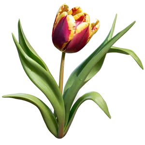 Flaming Tulip Png 30 PNG image