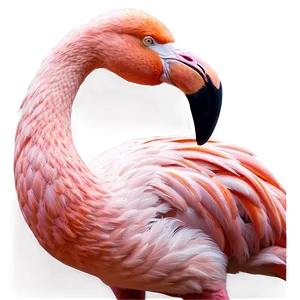 Flamingo And Stars Night PNG 89 PNG