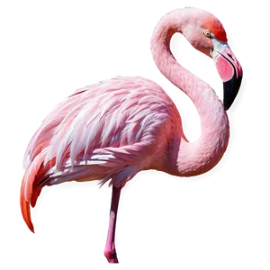 Flamingo And Stars Night PNG Sgv34 PNG