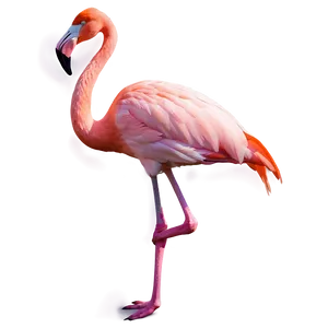 Flamingo And Sunset Gradient PNG Aov