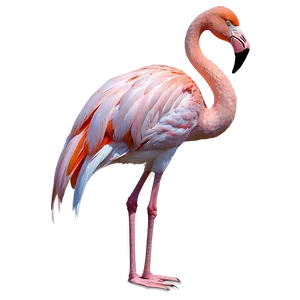 Flamingo Bird Stand PNG 05032024