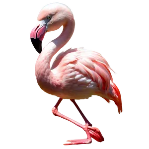 Flamingo Bird Stand PNG 05032024