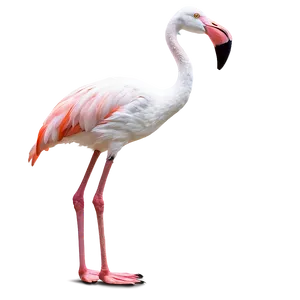 Flamingo Bird Stand PNG 98