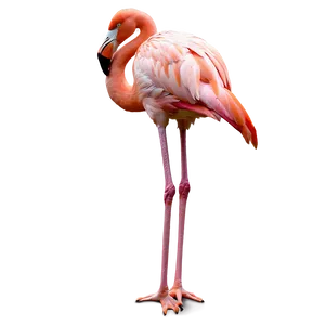 Flamingo Bird Stand PNG Qkw