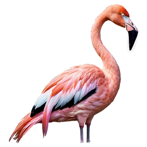Flamingo Christmas Theme PNG 57