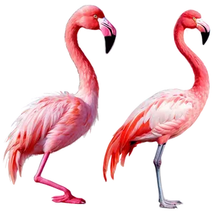 Flamingo Clipart Transparent PNG 05062024