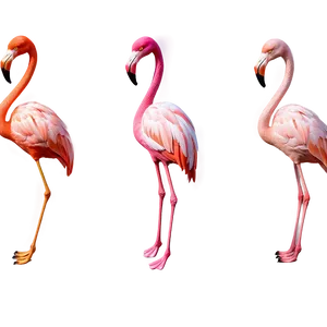 Flamingo Clipart Transparent PNG 17