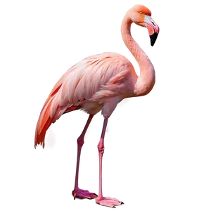 Flamingo In A Golden Crown Png Kyv74 PNG image