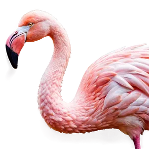 Flamingo In Fantasy Land PNG 05062024