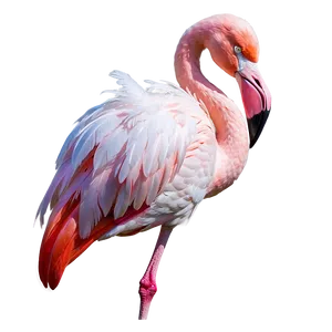 Flamingo In Fantasy Land PNG Myj