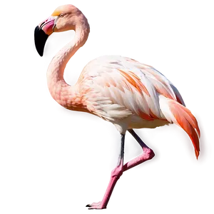 Flamingo In Flight Silhouette PNG Gny PNG