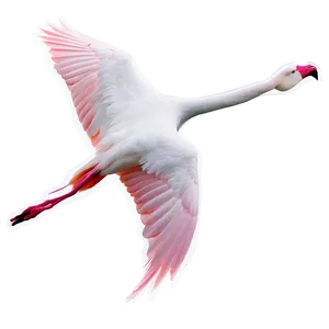Flamingo In Flight Silhouette PNG Wys19 PNG