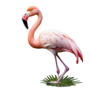 Flamingo In Natural Habitat PNG 06292024 PNG