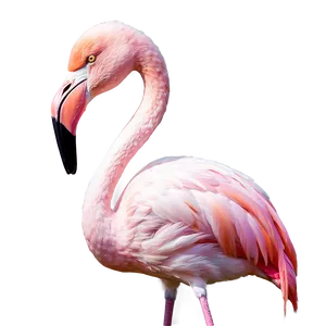 Flamingo In Pastel Colors Png 06292024 PNG image