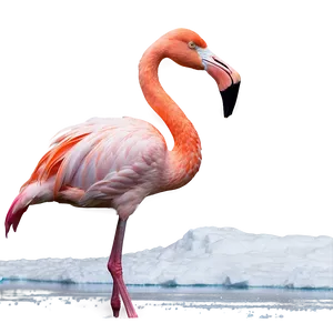 Flamingo In Snowy Landscape PNG 06292024 PNG