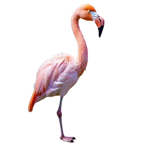 Flamingo In Tropical Paradise Png Pjj95 PNG image