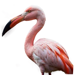 Flamingo Safari Adventure Png 60 PNG image