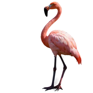 Flamingo Silhouette At Dawn PNG 06292024 PNG