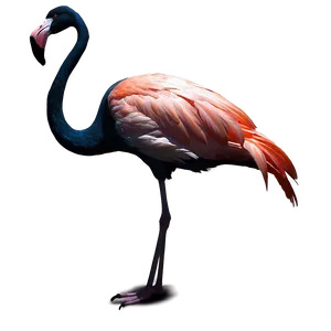 Flamingo Silhouette PNG Tap50