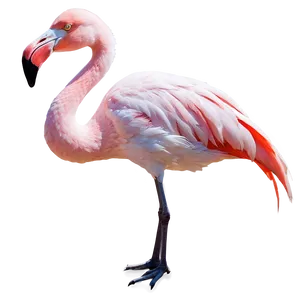 Flamingo Silhouette Png Xdv74 PNG image