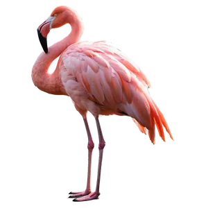 Flamingo Silhouette Sunset PNG Bem PNG