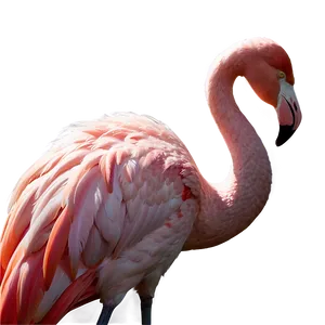 Flamingo Silhouette Sunset Png Lgp PNG image