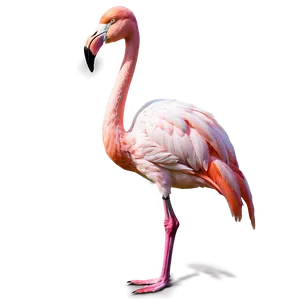 Flamingo Standing On One Leg Png 06292024 PNG image