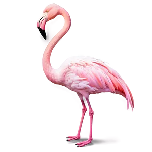 Flamingo Standing On One Leg PNG Haa85 PNG