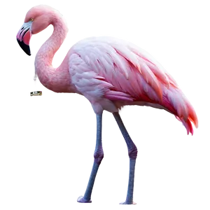 Flamingo Tropical Christmas PNG Aah78