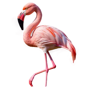 Flamingo Tropical Garden Party PNG 06272024 PNG