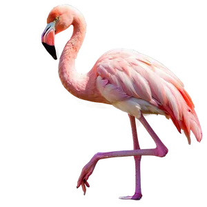 Flamingo Tropical Lagoon PNG 06272024