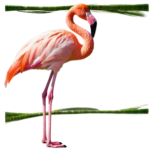 Flamingo Tropical Sunset Png 52 PNG image