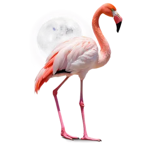 Flamingo Under Moonlight PNG 06292024 PNG