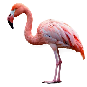 Flamingo Under Moonlight Png Lda3 PNG image