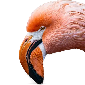 Flamingo Wedding Theme PNG Bjm