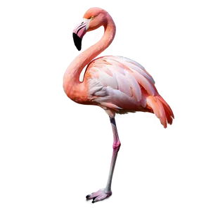 Flamingo With Flower Crown Png Xyr47 PNG image
