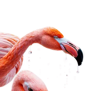 Flamingo With Water Droplets Png Nkj61 PNG image