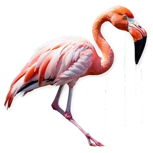 Flamingos A PNG image