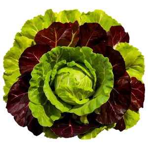 Flat Leaf Lettuce Png 40 PNG image