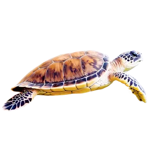 Flatback Sea Turtle PNG 06242024