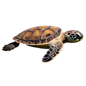 Flatback Sea Turtle PNG Edv