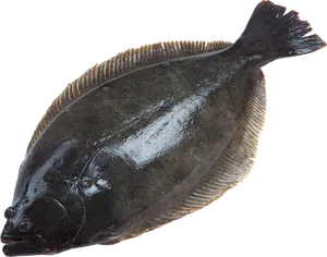 Flatfish Side View.png PNG image
