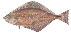 Flatfish Species Identification PNG image