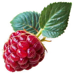 Flavorful Raspberry PNG Ivd74