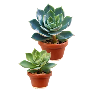 Fleshy Succulent Png 05242024 PNG image