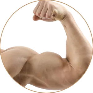 Flexed Bicep Muscle Display.png PNG